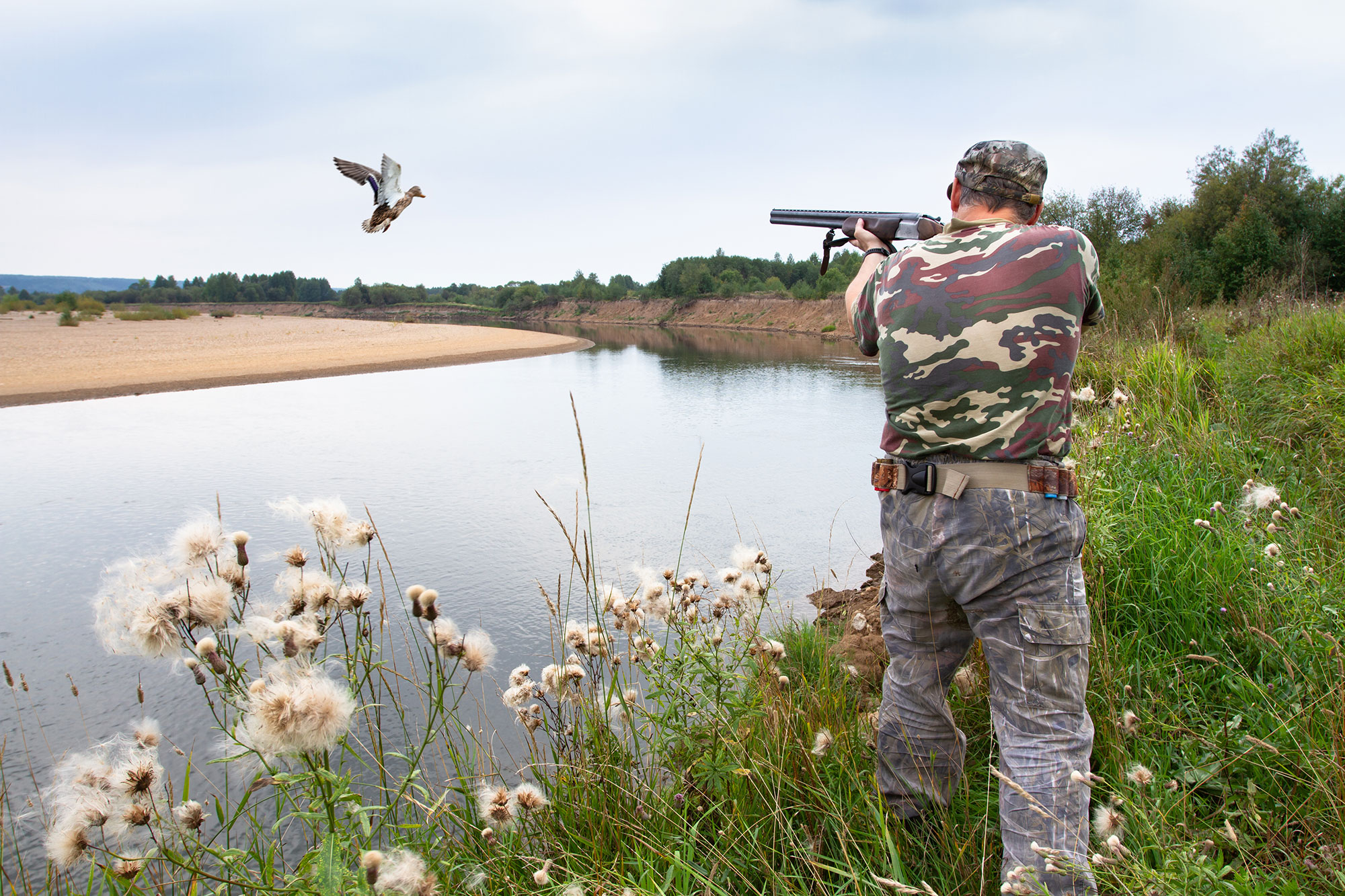 La chasse au gibier d'eau en France exige l'utilisation de cartouches de chasse sans plomb.