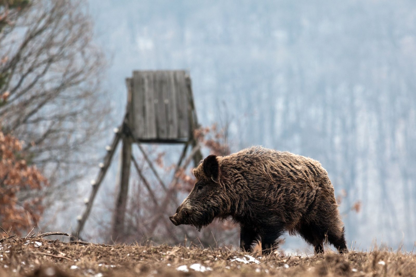 Chasse : Son rôle majeur dans la régulation du gibier