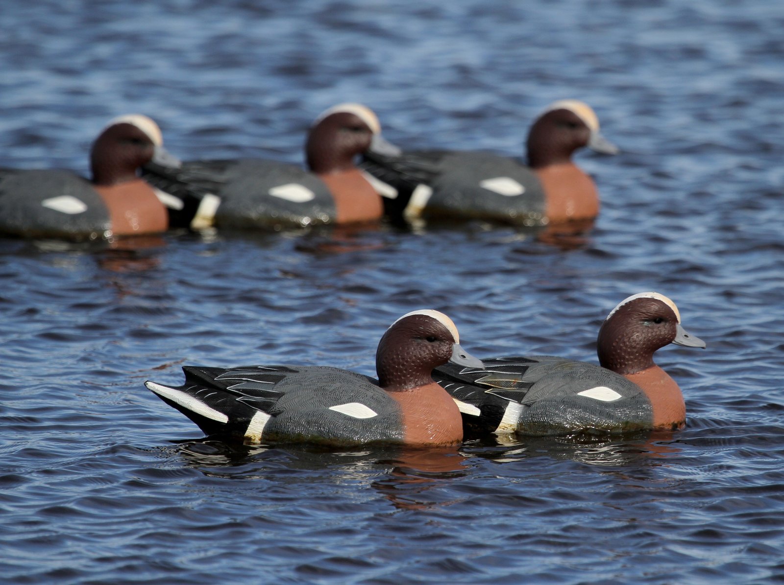 La réintroduction de certaines espèces : succès et échecs
