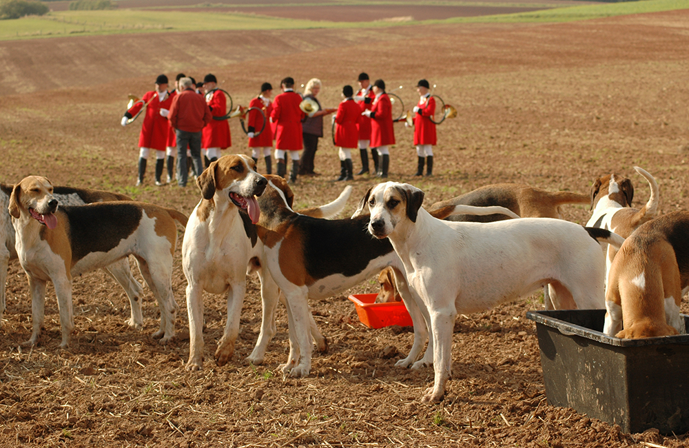 Chiens de chasse à courre en action, avec veneurs en habit rouge lors d’une traque du renard en milieu rural français