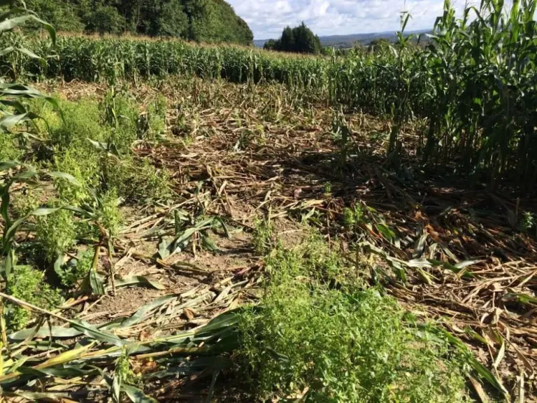 Champ de maïs ravagé par des sangliers, illustrant les dégâts agricoles causés par la faune sauvage en France