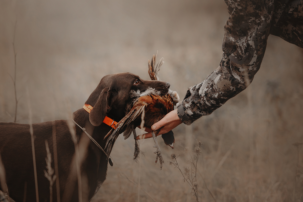 Chien de chasse : le guide parfait pour bien choisir la race de chien en 2025