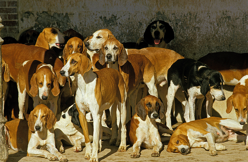 Chiens de chasse Anglo-Français regroupés dans une cour, au repos entre deux battues
