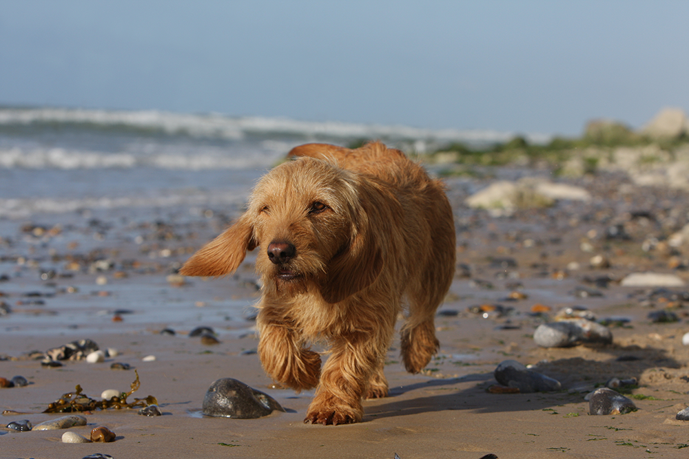 Chien de chasse Basset fauve de Bretagne trottant sur le sable en bord de mer