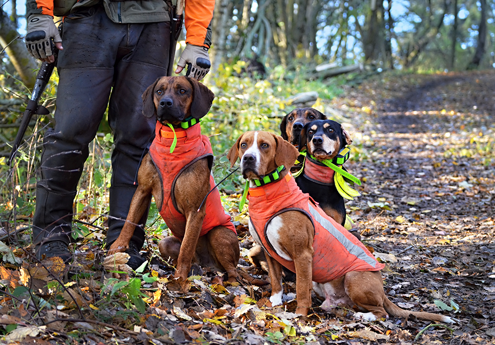 Chiens de chasse équipés de gilets orange fluo posant en forêt avec un chasseur armé