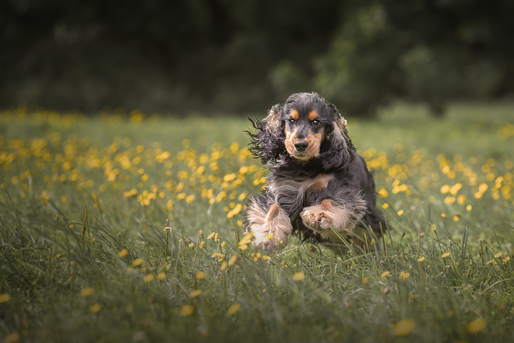 Cocker Spaniel anglais noir et feu courant dans une prairie de fleurs jaunes