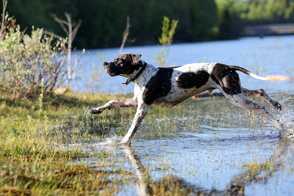 Chien de chasse Pointer anglais courant dans un marécage près d’un lac, en pleine recherche