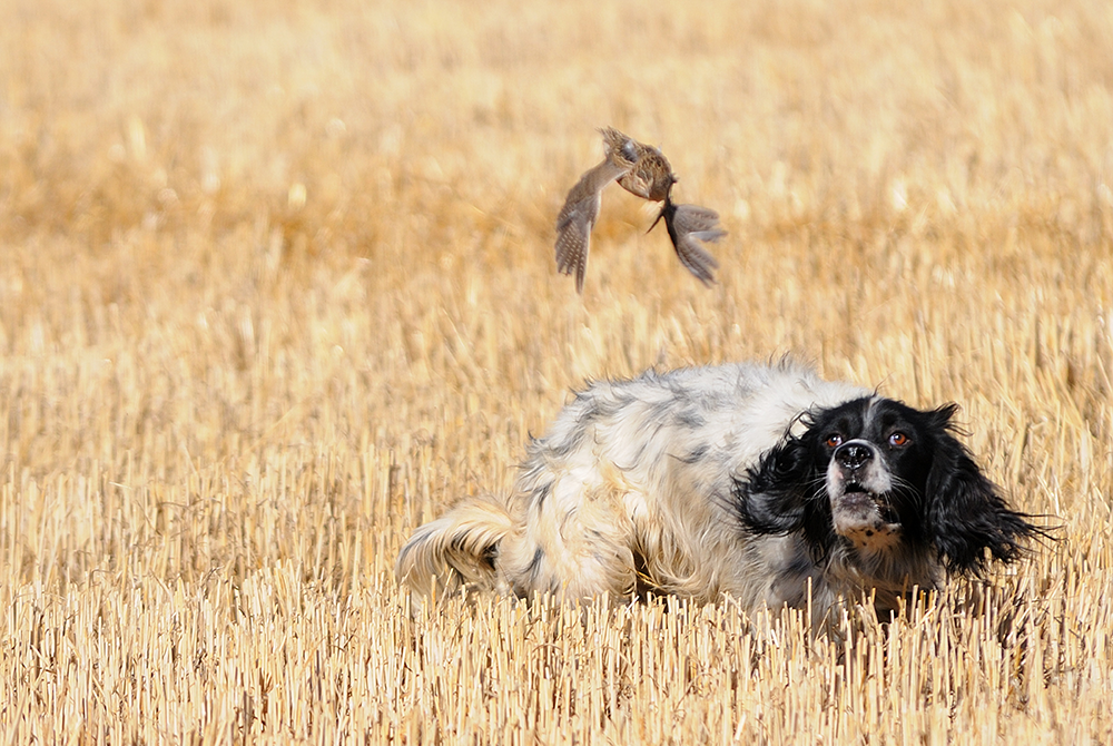 Chien de chasse Setter anglais stoppé en pleine action, fixant un oiseau en vol dans un champ moissonné