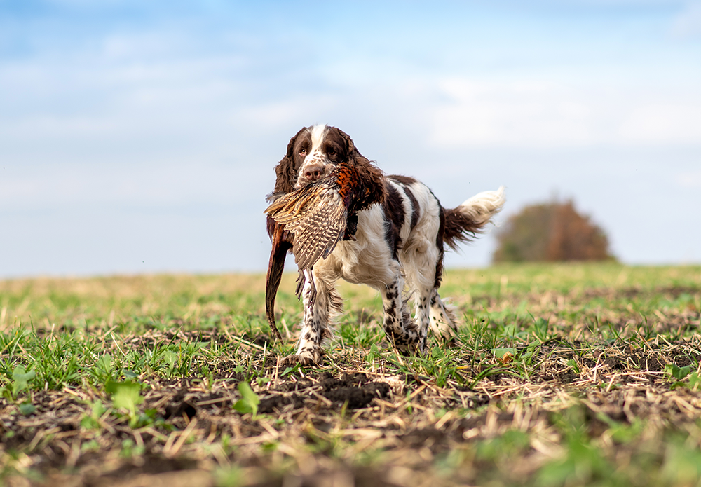 Springer Spaniel blanc et marron rapportant un faisan dans un champ de chasse