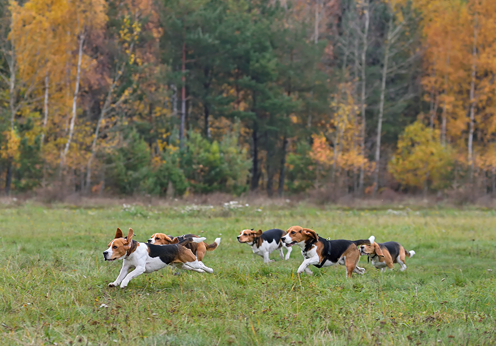 Chiens de chasse Beagles en groupe poursuivant une piste dans une clairière en automne