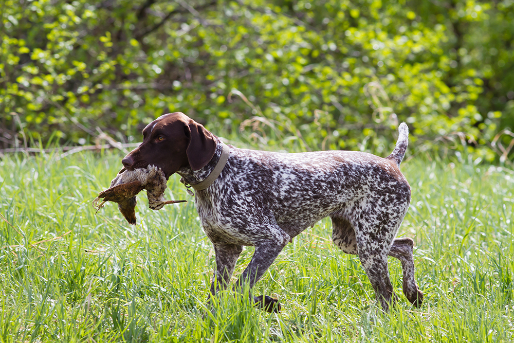 Chien de chasse Braque allemand tenant un oiseau dans sa gueule en pleine nature