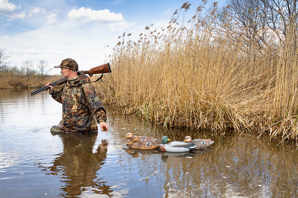 Chasseur équipé d’un fusil camouflé, posté dans les roseaux pour la chasse au gibier d’eau.