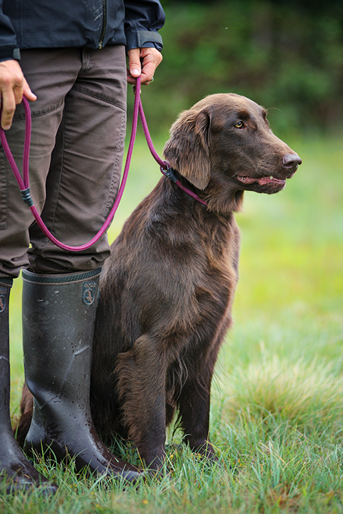 Chien de chasse Flat-coated Retriever brun assis au pied de son maître, en position d’écoute