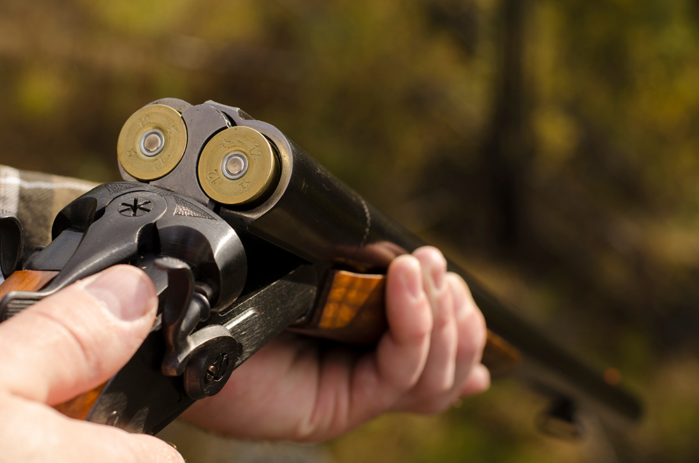 Gros plan sur un fusil de chasse juxtaposé calibre 12, armé, avec chiens externes visibles et cartouches en chambre