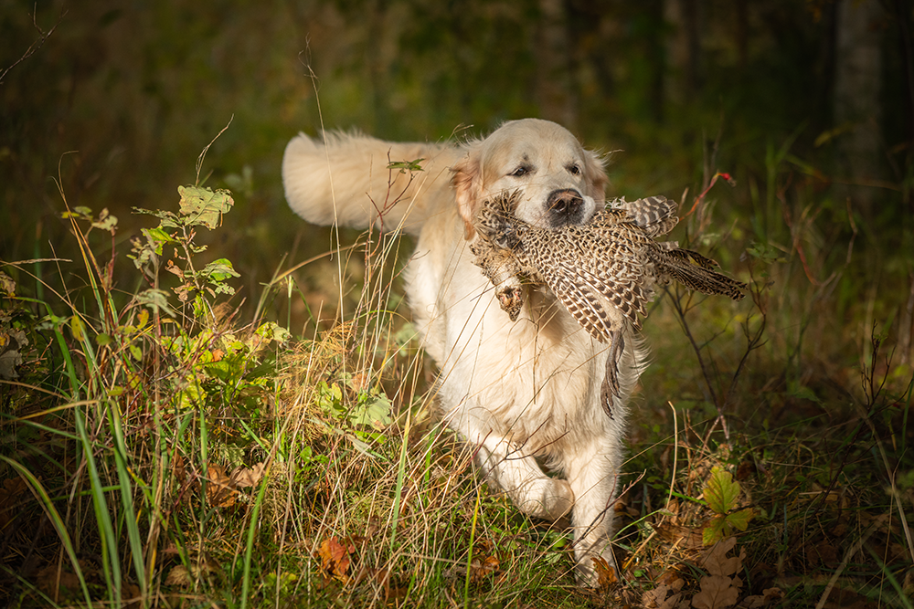 Chien de chasse Golden Retriever rapportant un faisan dans une forêt feuillue