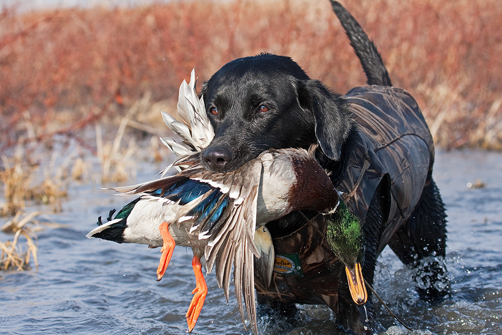 Chien de chasse Labrador Retriever rapportant un canard dans l’eau pendant une partie de chasse