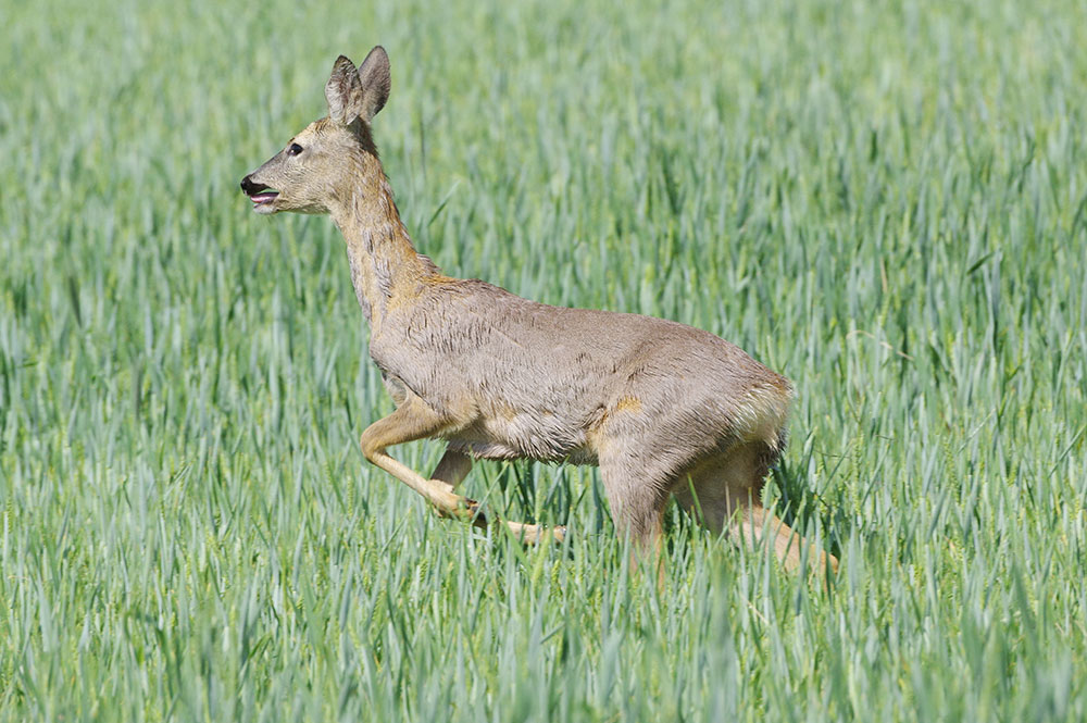 Chevreuil courant dans un champ de blé vert.