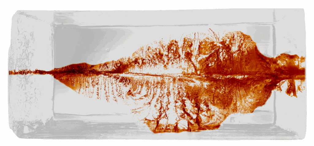 Impact de la balle RWS Driven Hunt dans du gel balistique montrant la cavité permanente et la dispersion de l’énergie sans perte.