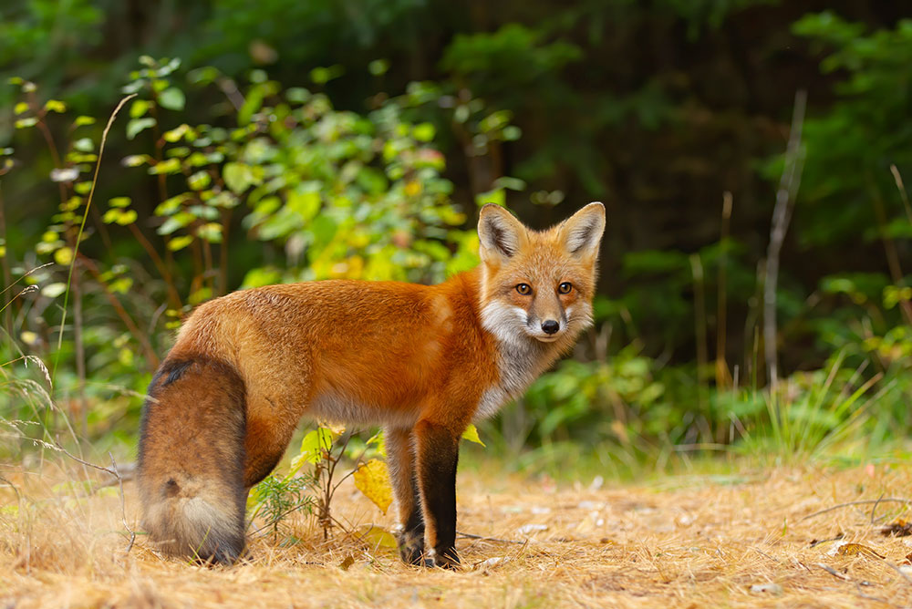 Renard roux observant dans une clairière forestière.