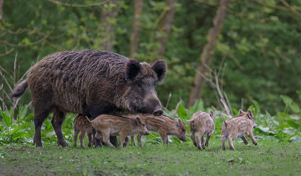 Sanglier adulte accompagné de ses marcassins dans une clairière forestière.