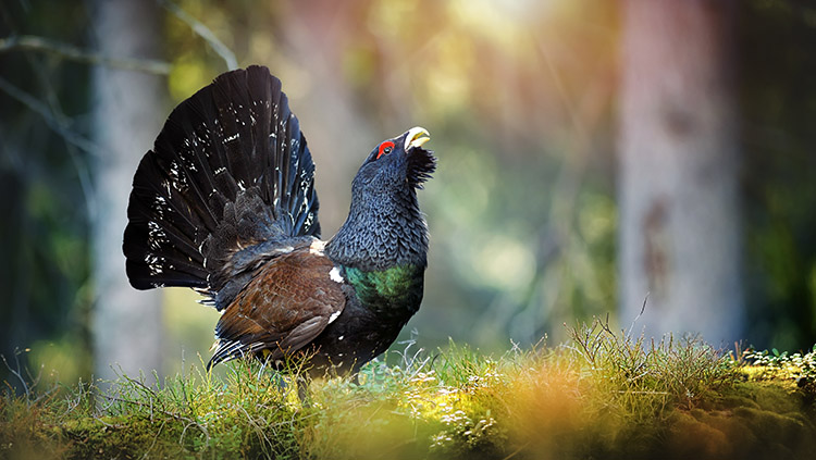 Grand tétras mâle en parade nuptiale dans une forêt de conifères, espèce emblématique confrontée au déclin de ses populations en Europe.