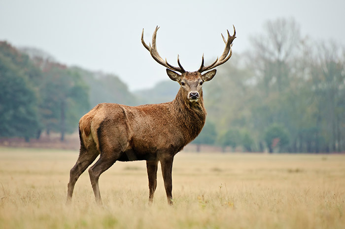 Cerf élaphe adulte portant une imposante ramure dans une prairie automnale, symbole du retour des grands cervidés dans plusieurs régions françaises.