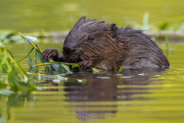 Castor européen nageant dans une zone humide tout en se nourrissant de végétaux aquatiques, illustrant son rôle dans les écosystèmes fluviaux.