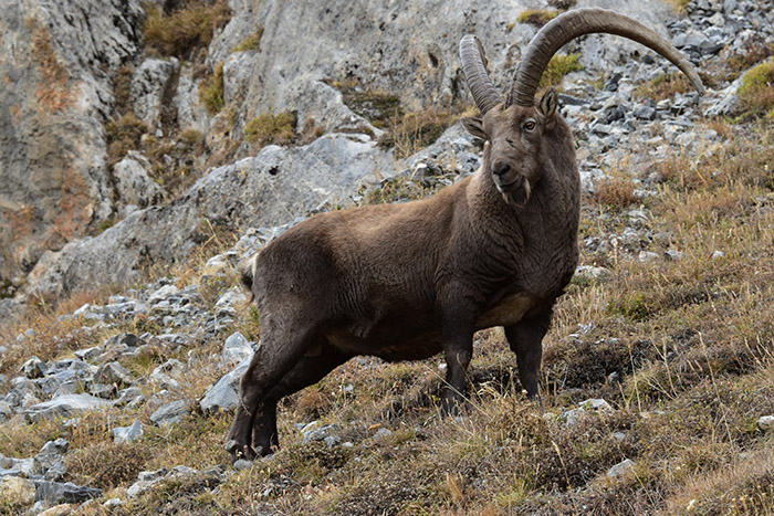 Bouquetin des Alpes adulte observant son environnement sur un versant rocheux de montagne dans les Alpes françaises.