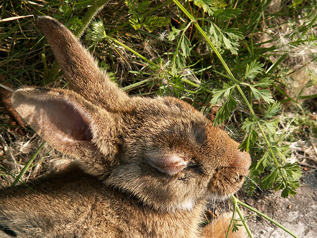 Lapin de garenne atteint de myxomatose se nourrissant de végétation sauvage malgré les effets visibles de la maladie.