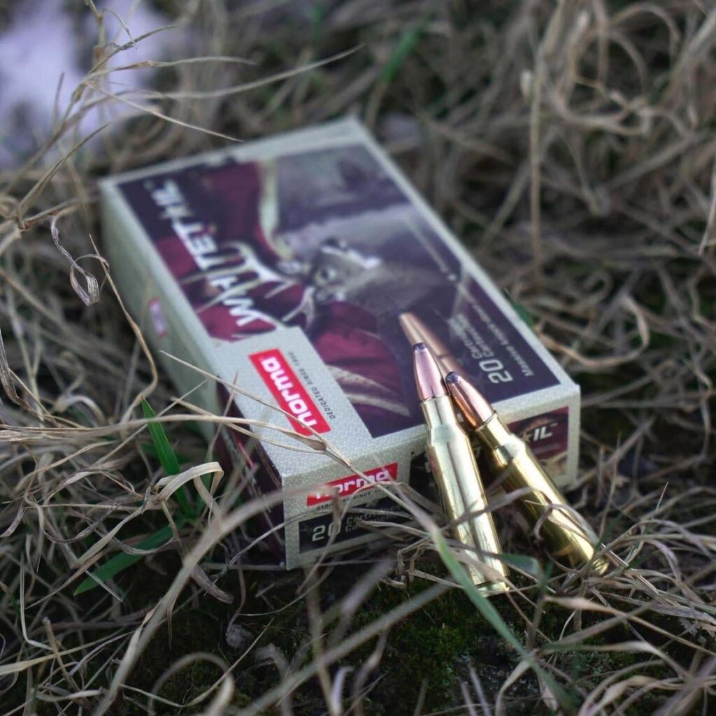Deux cartouches de chasse Norma Whitetail posées devant une boîte de munitions dans la végétation