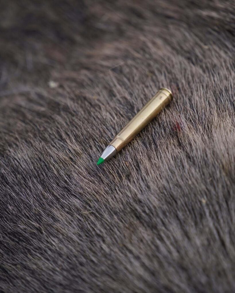 Cartouche de chasse Norma Ecostrike à pointe polymère verte posée sur le pelage d’un grand gibier